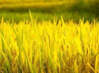 农业股反复活跃，农发种业再度涨停，此次为何创下了历史新高？